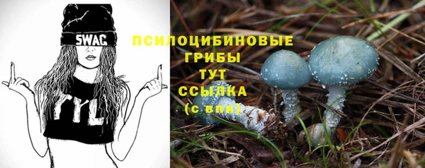 крисы Магас